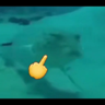 ملصق