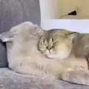 ملصق