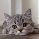 ملصق