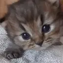 ملصق