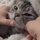 ملصق