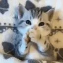 ملصق