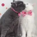 ملصق