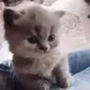 ملصق