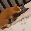 ملصق