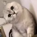 ملصق