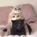 ملصق