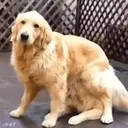 ملصق