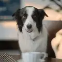 ملصق