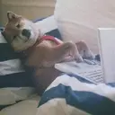 ملصق