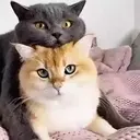 ملصق