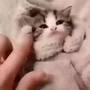 ملصق