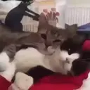 ملصق