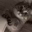 ملصق