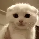 ملصق