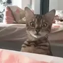 ملصق