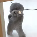 ملصق