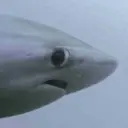 ملصق