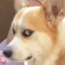 ملصق