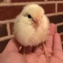 ملصق
