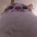 ملصق