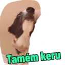 Стикер
