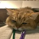 ملصق