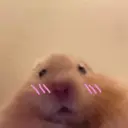 ملصق