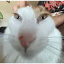 ملصق