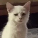 ملصق