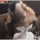 ملصق