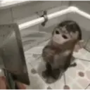 ملصق