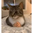 ملصق