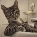 ملصق