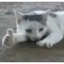 ملصق
