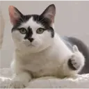 Çıkartma