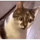 ملصق
