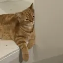 ملصق