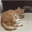 ملصق