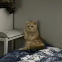 ملصق