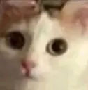 ملصق