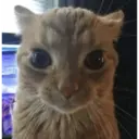 ملصق