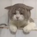 ملصق