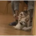 ملصق