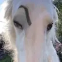 ملصق