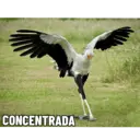 ملصق
