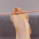 ملصق