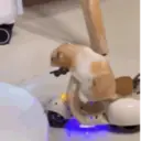 ملصق