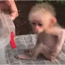 ملصق