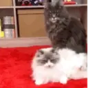 ملصق